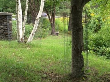 tree fencing
