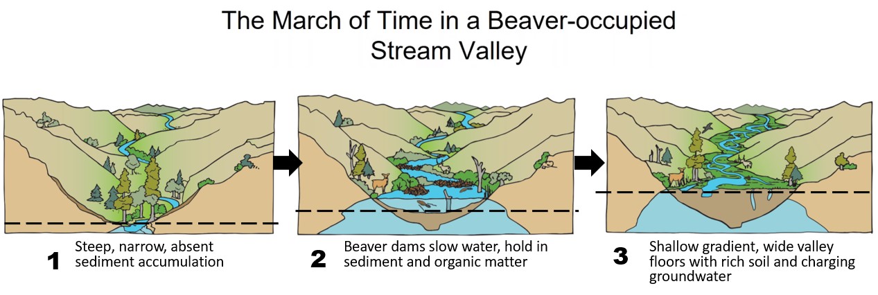 The Beaver's Keystone Activities – Mousam Way Land Trust