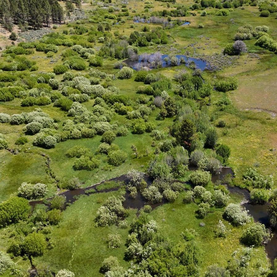 Eastern Oregon's Persistent BMFP