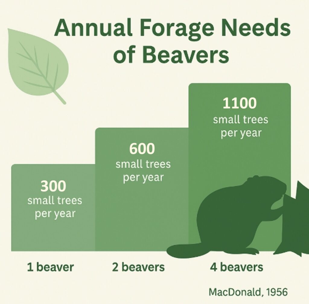WHAT BEAVERS EAT – Western Beavers Cooperative